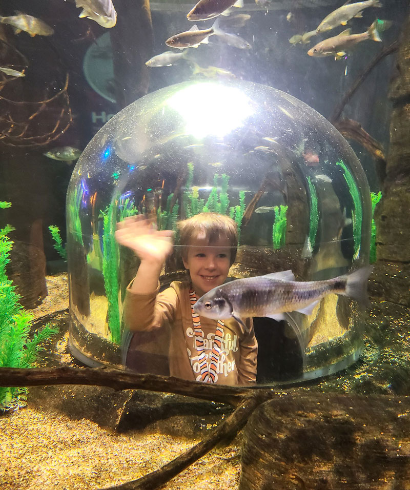 Boy looking through tunnel at SEA LIFE Michigan Aquarium.