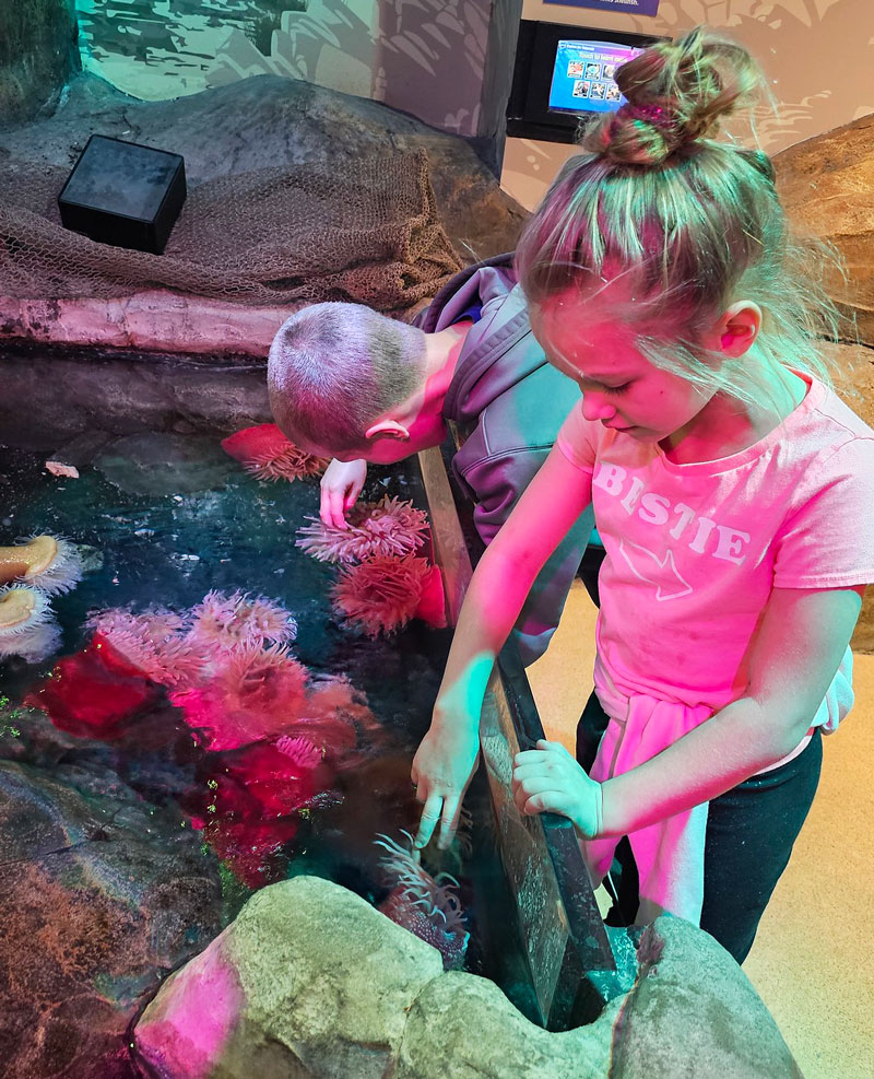 Girl meeting anemone at  SEA LIFE Michigan Aquarium.