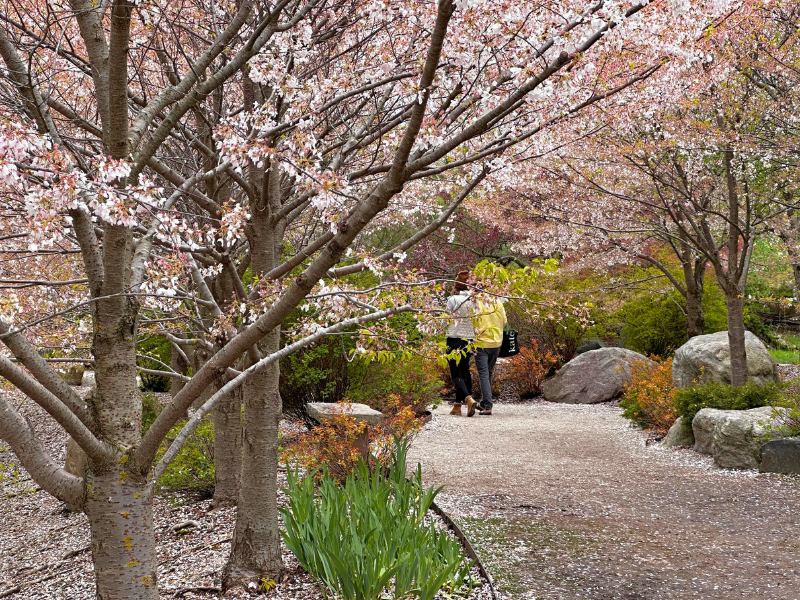 cherry blossoms meijer gardens japanese garden