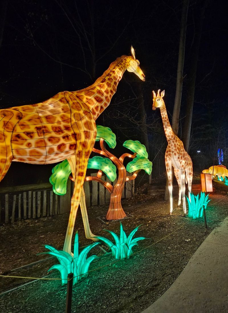 Grand Rapids Lantern Festival Giraffes John Ball Zoo