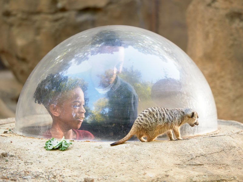 JOhn Ball Zoo Meerkat habitat