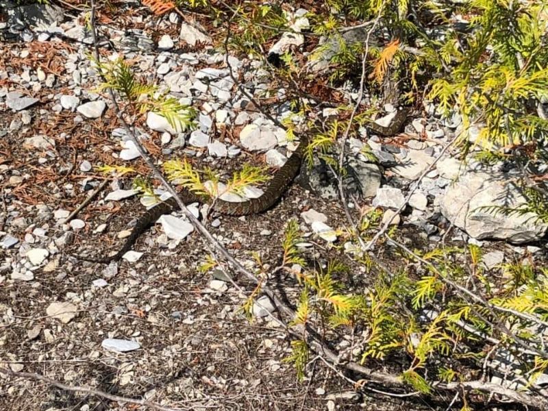 Snake in the Rockport Quarry