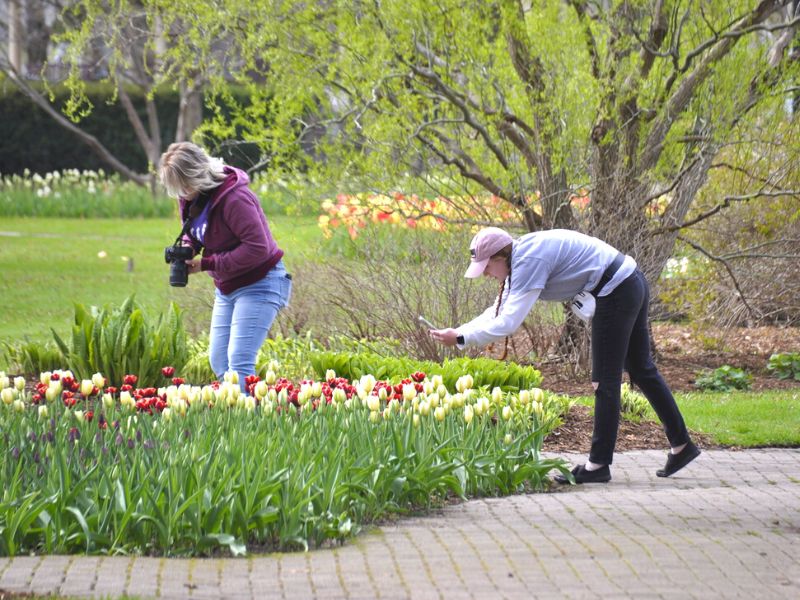 taking photos at the holland tulip festival