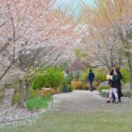 Cherry Blossoms & Chill Vibes: Frederik Meijer’s Japanese Garden is Pure Magic