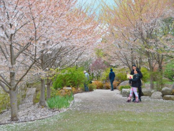 Frederik Meijer Gardens Cherry Blossoms in Japanese Garden