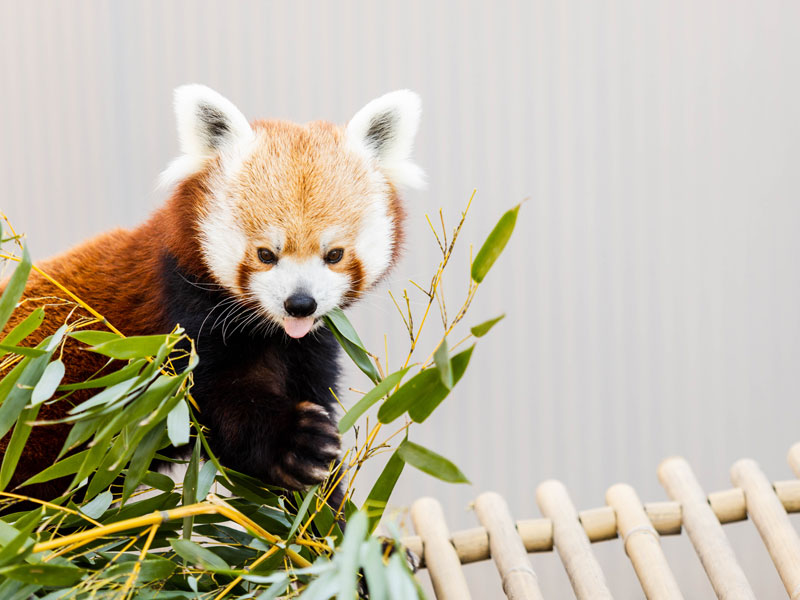 John Ball Zoo red panda