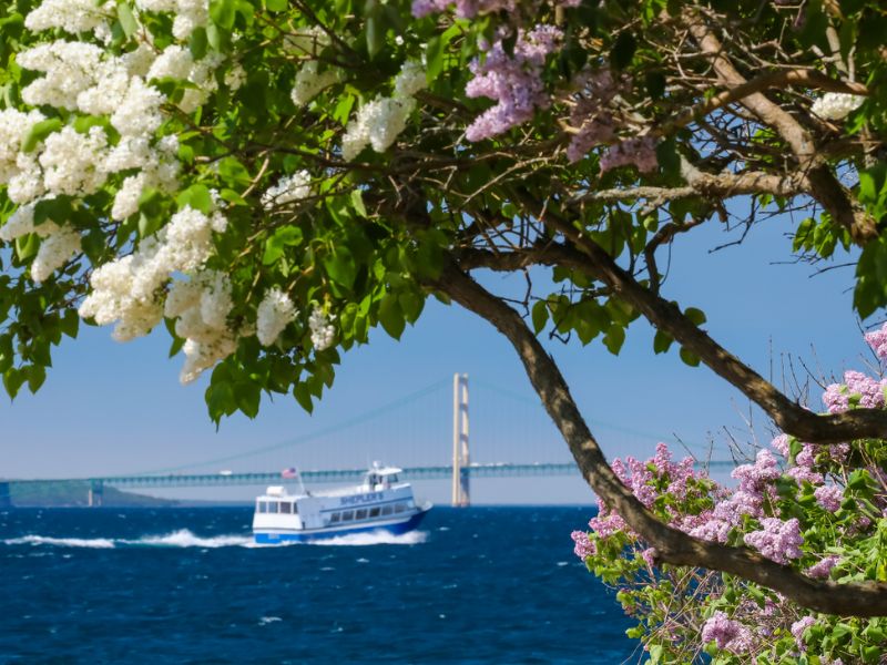 Mackinac Island Lilac Festival : Lilacs with bridge and ferry in background