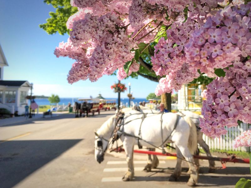Mackinac Island Lilac Festival : Lilacs with horses in background