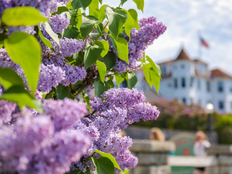 Mackinac Island Lilac Festival : lilacs