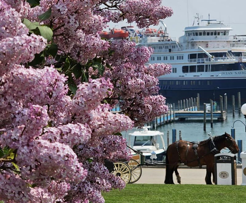 Mackinac Island Lilac Festival lilacs ferry horses FB