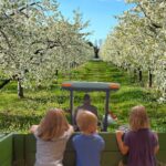 Apple Blossom Festival at Robinette’s Includes Blossom Rides in the Orchard – May 2025