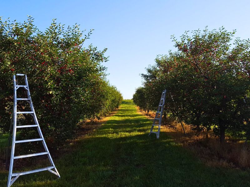 Gavin orchards u pick cherries