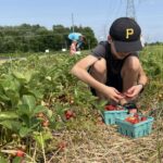 UPick Strawberries: 10 West Michigan Farms with the Best Strawberry Picking