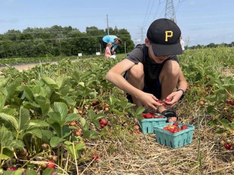 UPick Strawberries 10 West Michigan Farms with the Best Strawberry
