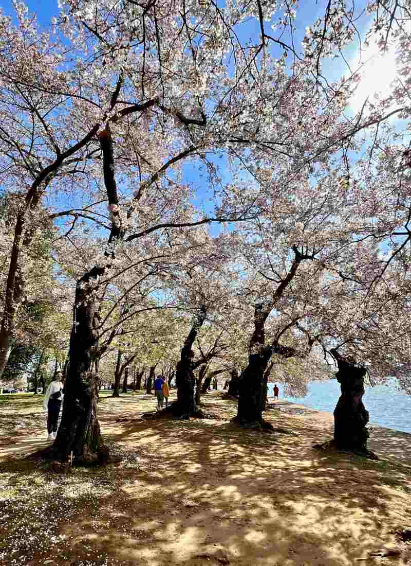 Washington DC Tidal Basin Cherry Trees