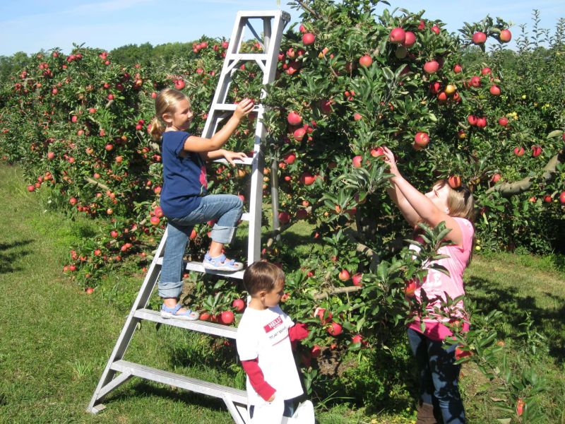 All About McIntosh Apples  Robinette's Apple Orchards in Michigan