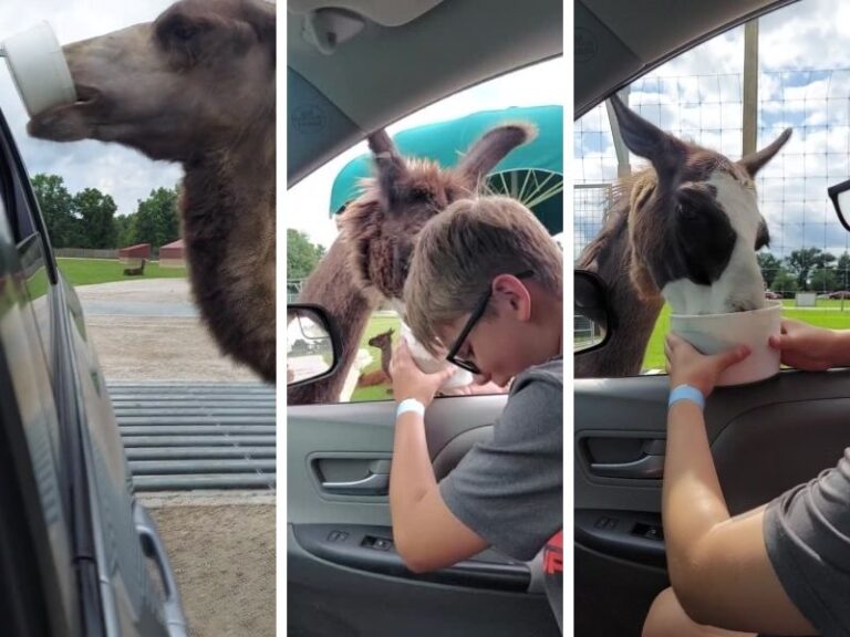 Deer Tracks Junction 2024 Exciting DriveThru Safari, Massive