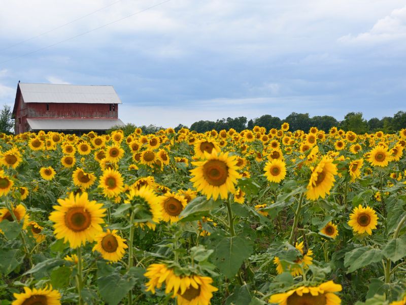 Maple Bay Natural Area Sunflower Field Traverse City