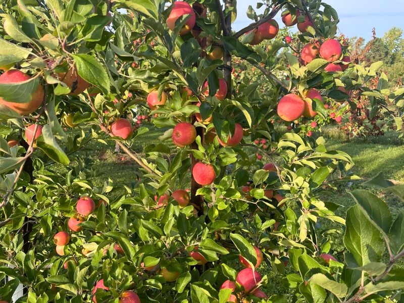 Wenatchee World - Organic Honeycrisp apples wait to be picked at the Piepel  Family Farms orchard along Grant Road near East Wenatchee Wednesday, Sept.  23, 2020. The trees are grown on a