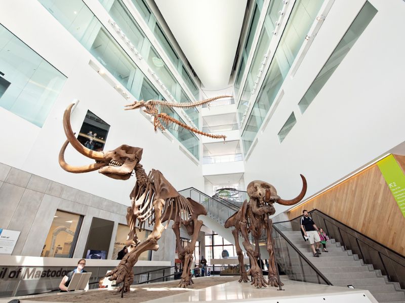 Image for University of Michigan Museum of Natural History