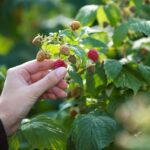 Best Spots to Pick Raspberries in West Michigan: 10 Raspberry Picking Farms that Will Fill Your Bucket Fast