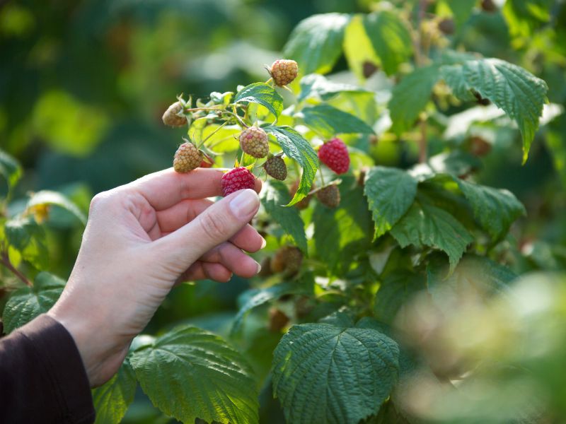 raspberry picking pick raspberries