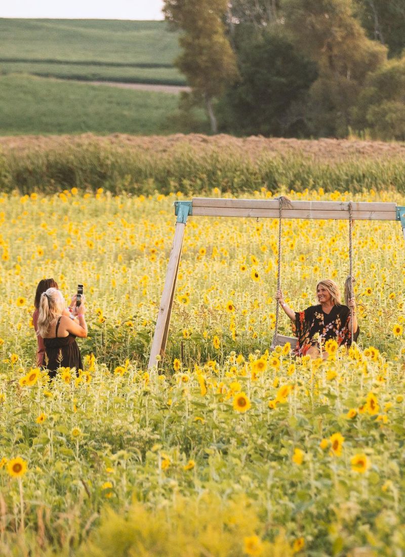 Ed Dunneback Sunflower Field in Grand Rapids - photo Ed Dunneback FB