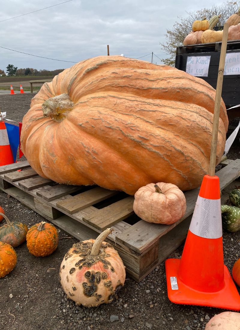 Ed Dunneback giant pumpkin