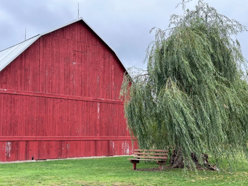Grand Ravines red barn and willow tree