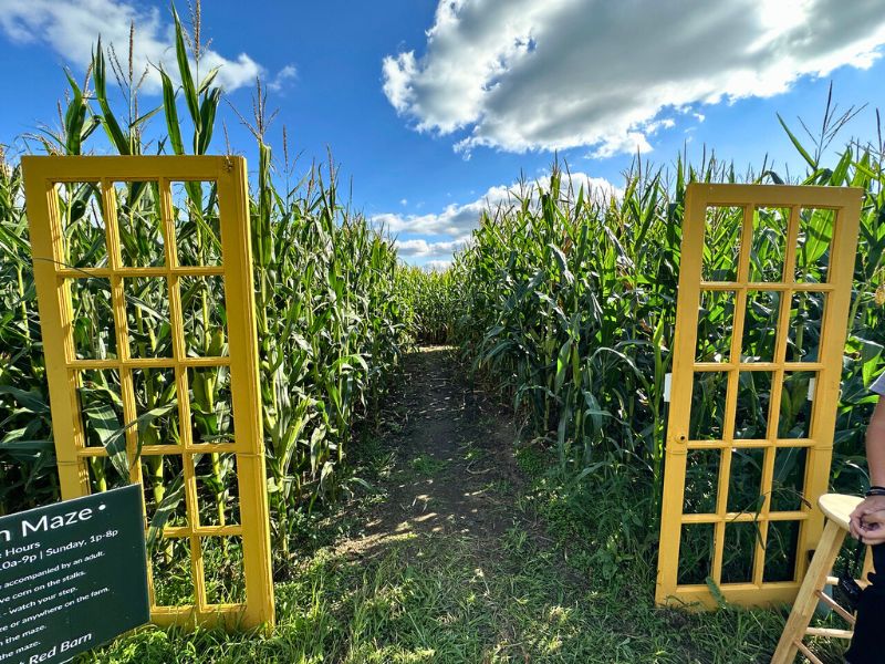 Red Barn Market Corn Maze - VW