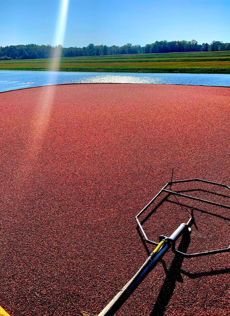 Cranberry Bog Harvest Michigan