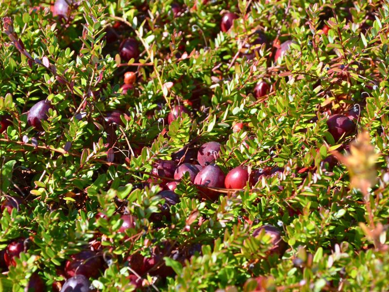 Cranberries growing on a bush in Michigan