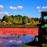 TWO Days ONLY! Cranberry Harvest Days in Michigan – Oct 2025