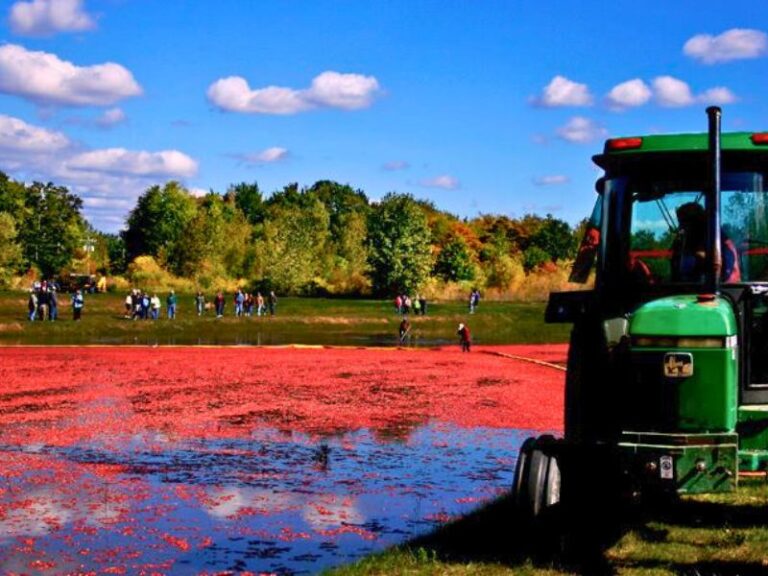 TWO Days ONLY! Cranberry Harvest Days in Michigan Oct 2024