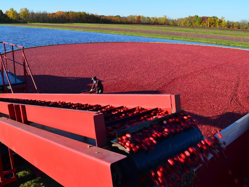 Cranberry Harvest Days DeGrandChamps in Michigan