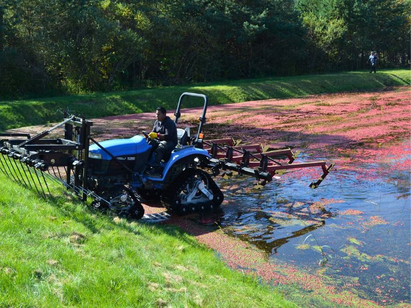 Knocking the cranberries loose at harvest time 