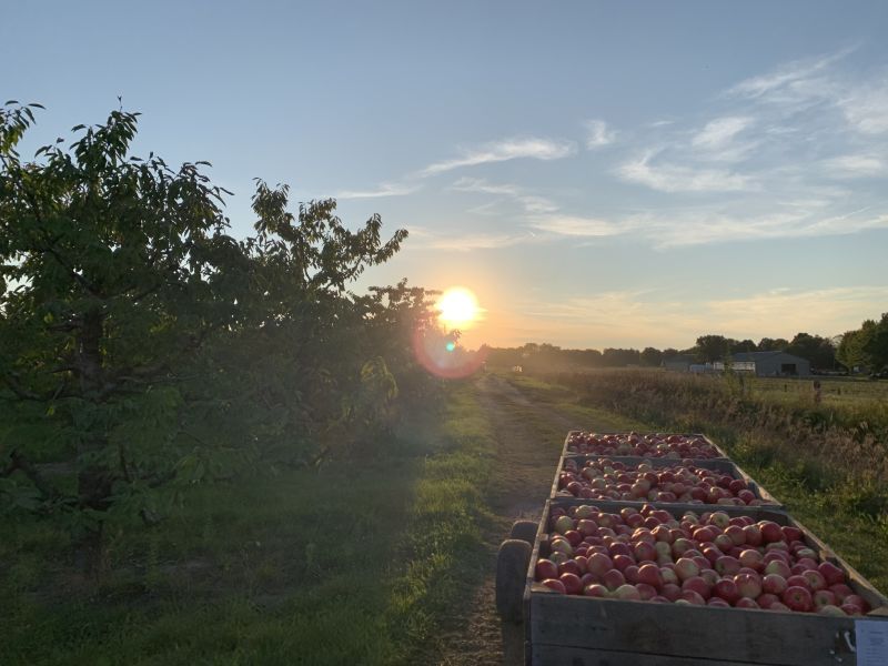 Farmhaus Farms Apple Orchard