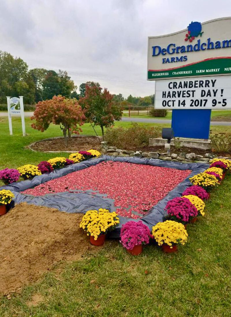 Cranberry Harvest Days Mini Bog Photo Op