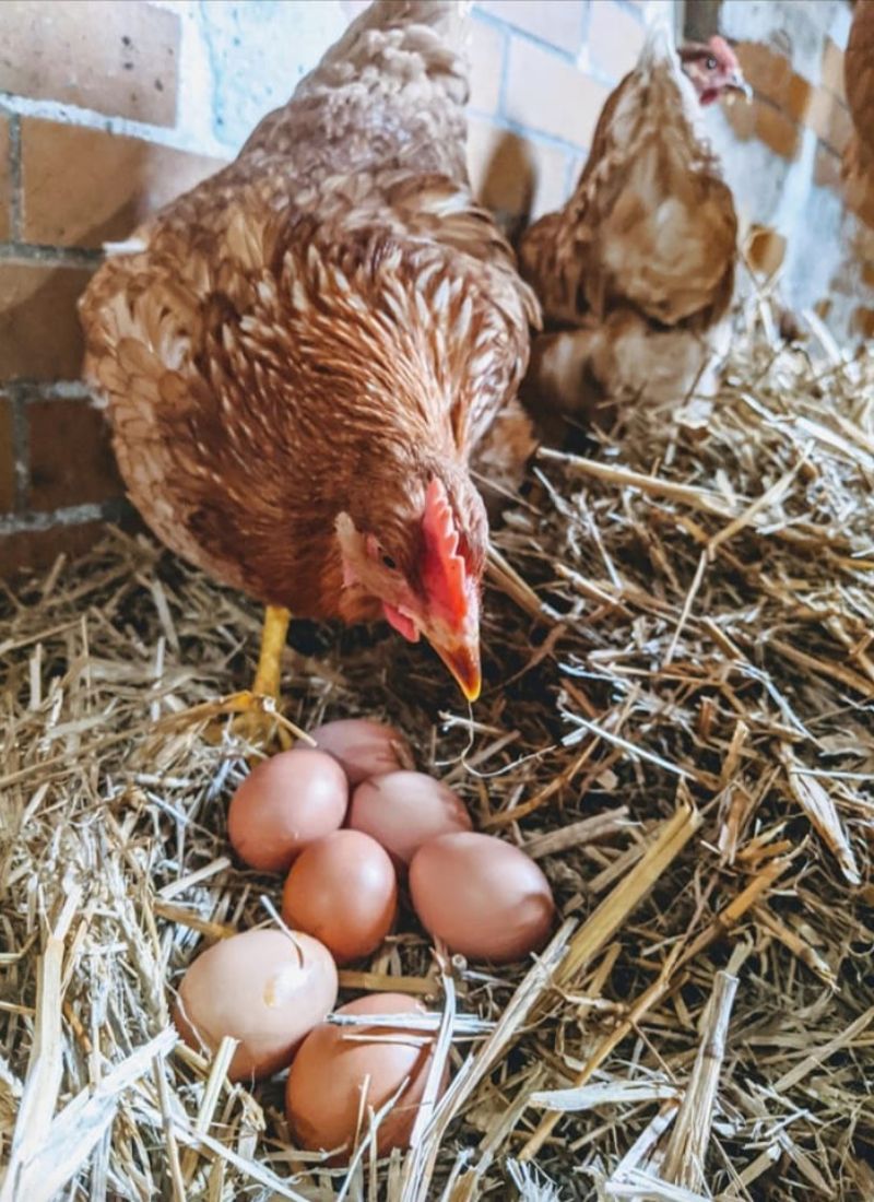 green vale farm chicken and eggs