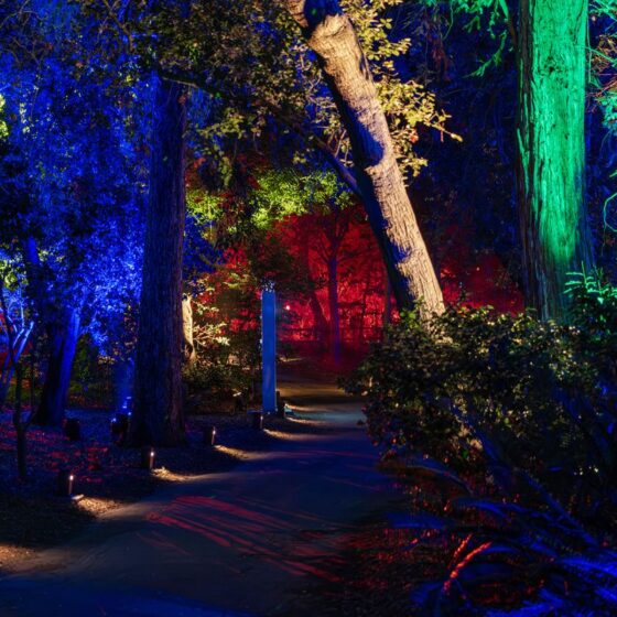 Meijer Gardens Christmas 2024 Dazzling Light Show, Christmas Trees