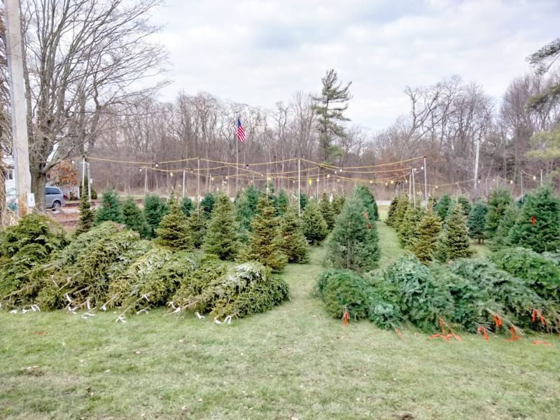 Stibitz Farms U Cut Christmas Tree Farm