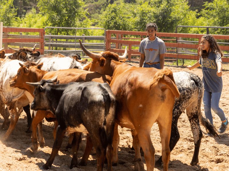 Paradise Ranch summer camp 2024 girls hearding cattle