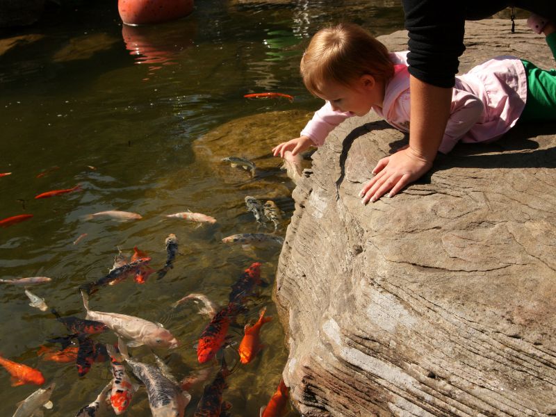 Meijer-Gardens-koi-pond