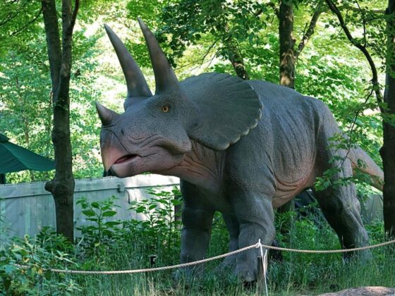Dino Adventures at John Ball Zoo Grand Rapids Triceratops