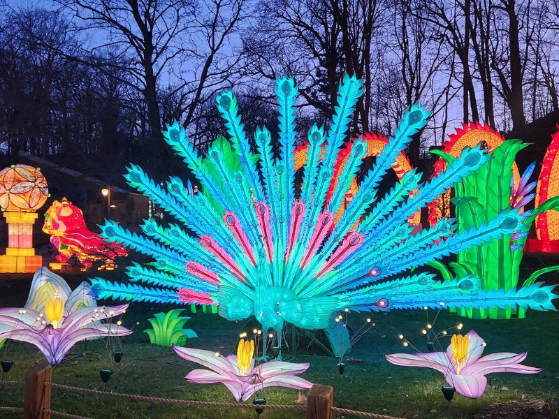 lantern festival peacock