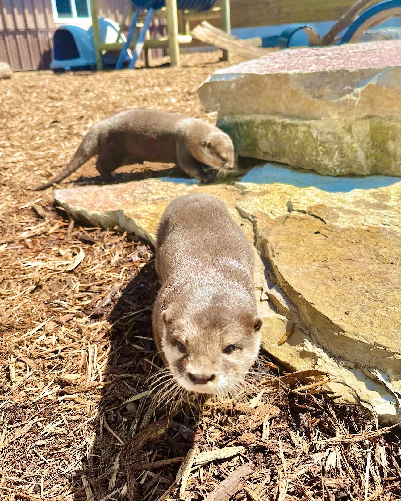 Otters at Lewis Adventure Farms