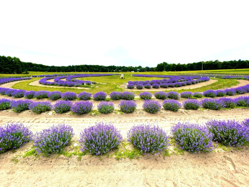 Bohemian Lavender Farm Maple City