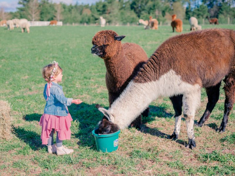 Cotton Creek Farms Alpaca Traverse City MI - Use only Cotton Creek