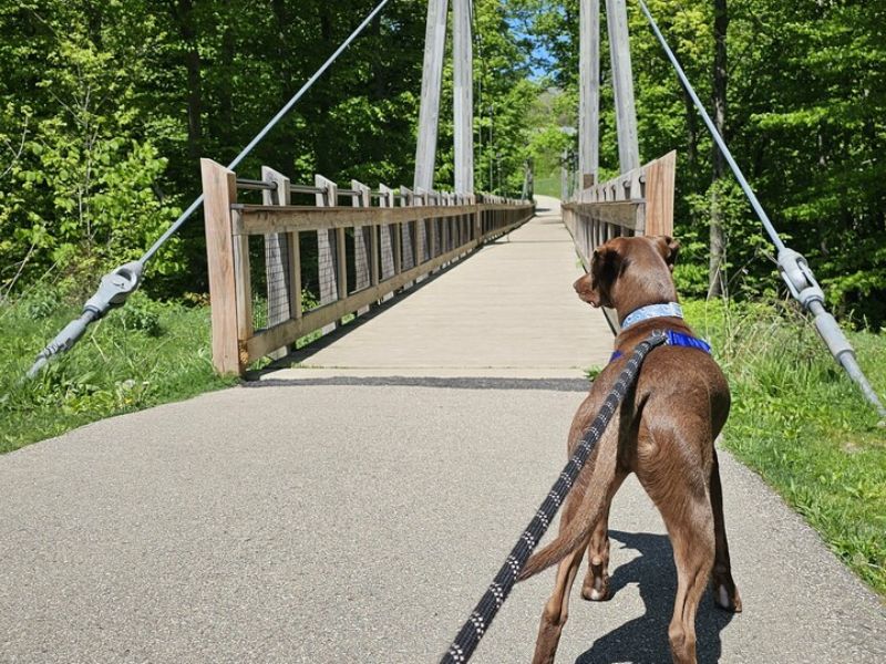 grand ravines park leashed dog on trail