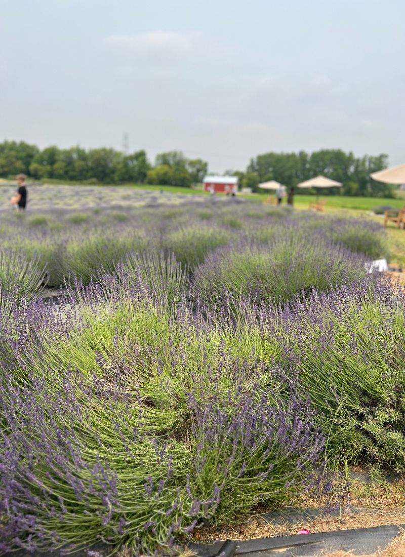 lavender harvest celebration - lavender bundles at lavender life company